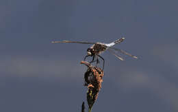 Leucorrhinia caudalis (Charpentier 1840) resmi