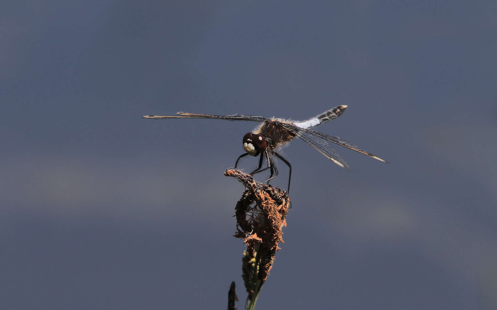 Leucorrhinia caudalis (Charpentier 1840) resmi