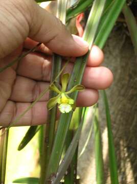 Слика од Encyclia adenocarpa (Lex.) Schltr.