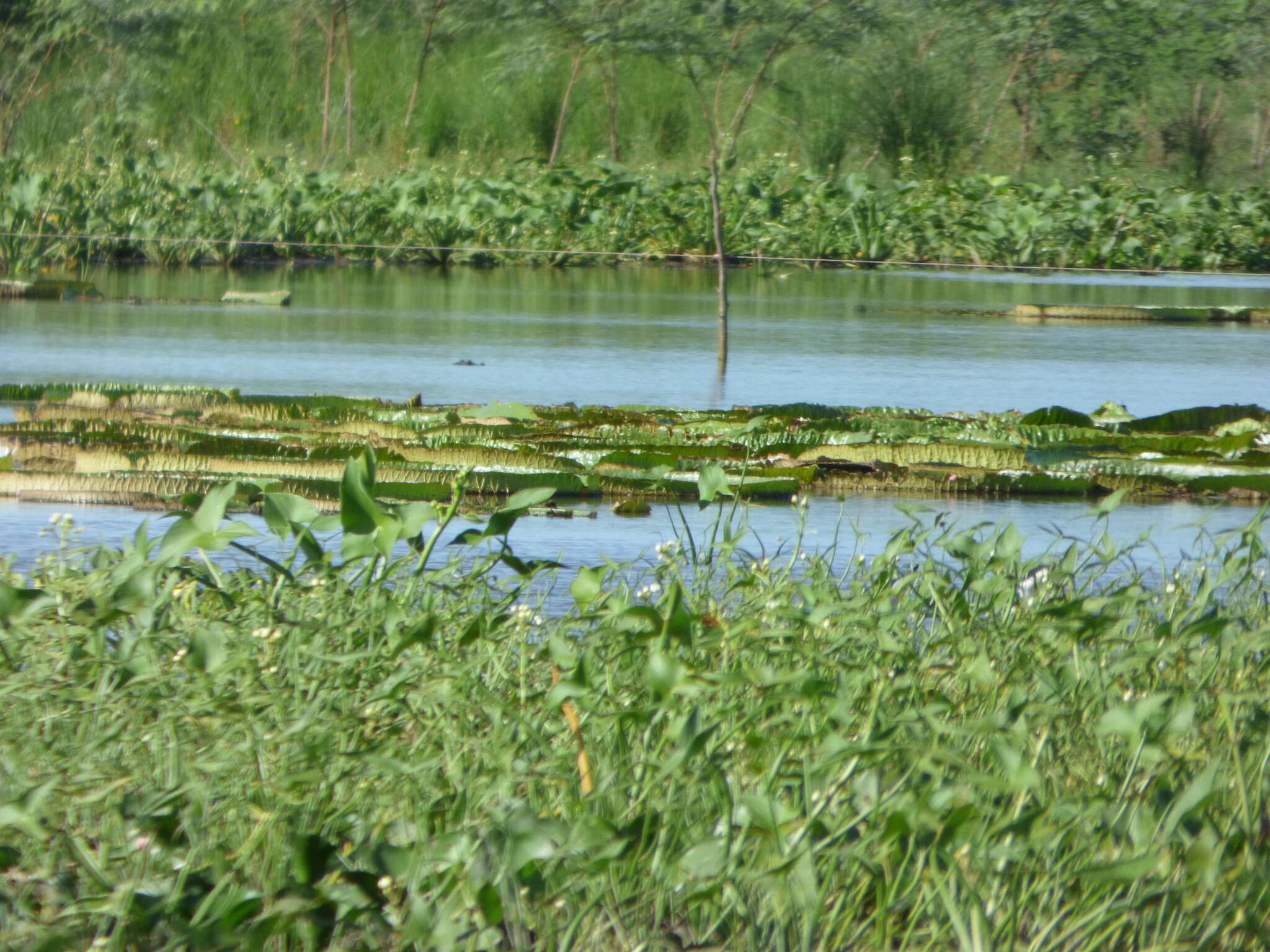 Image of Santa Cruz water-lily