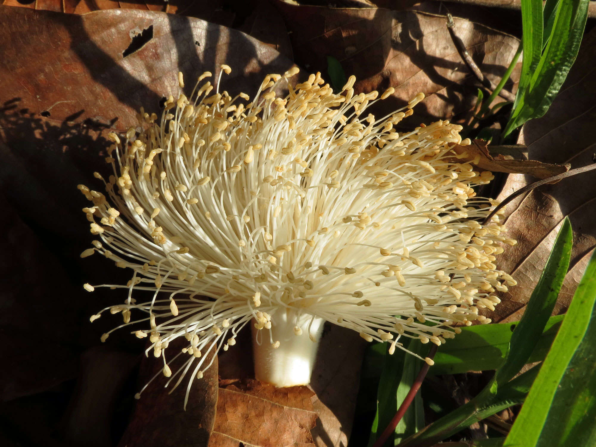 Image of Barrigon Kapoktree