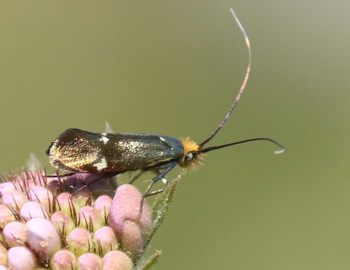 Image of Nemophora raddaella Hübner 1793