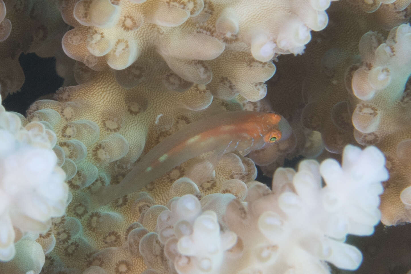 Image of Blueline coralgoby