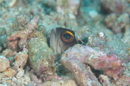 Image of Goldspecs jawfish