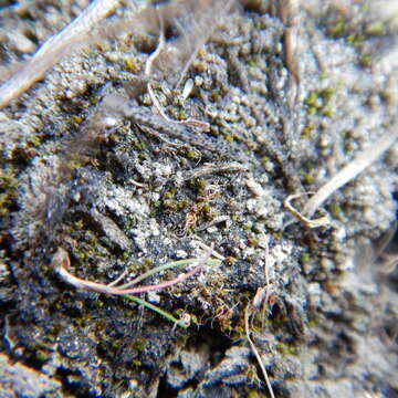 Image of Kozlov's pterygoneurum moss