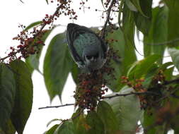 صورة Poecilostreptus cabanisi (Sclater & PL 1868)