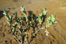 Слика од Ruschia approximata (L. Bol.) Schwant.