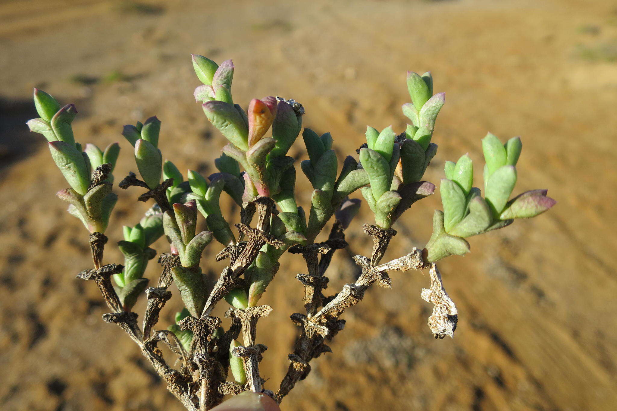 Imagem de Ruschia approximata (L. Bol.) Schwant.