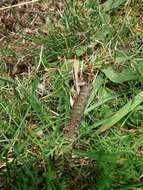 Image of small elephant hawk-moth