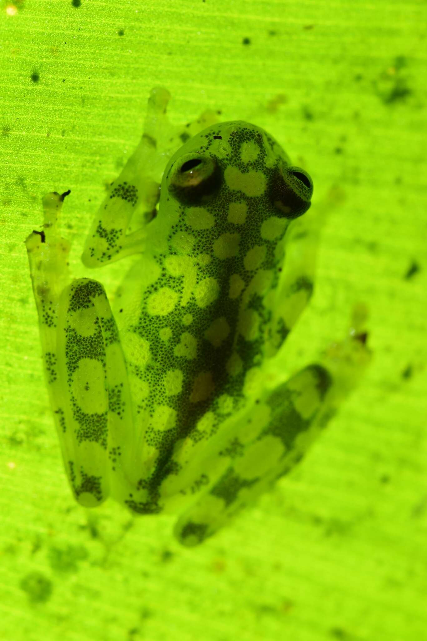 Image of La Palma Glass Frog