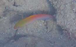 Image of Multicolored dottyback