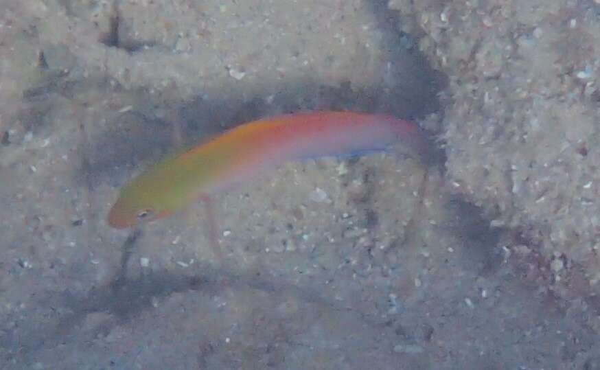 Image of Multicolored dottyback
