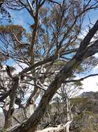 Image of Eucalyptus pauciflora subsp. niphophila (Maiden & Blakely) L. A. S. Johnson & Blaxell