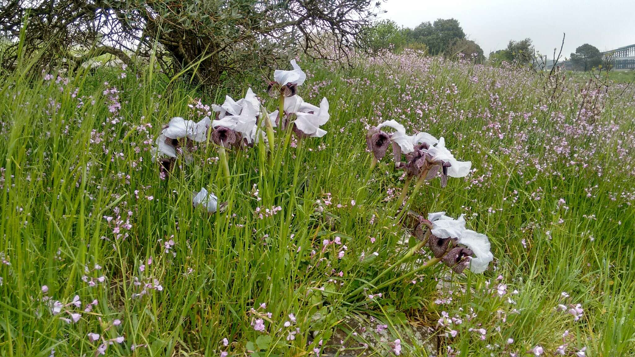 Plancia ëd Iris hermona Dinsm.