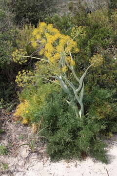 Image of Thapsia garganica L.