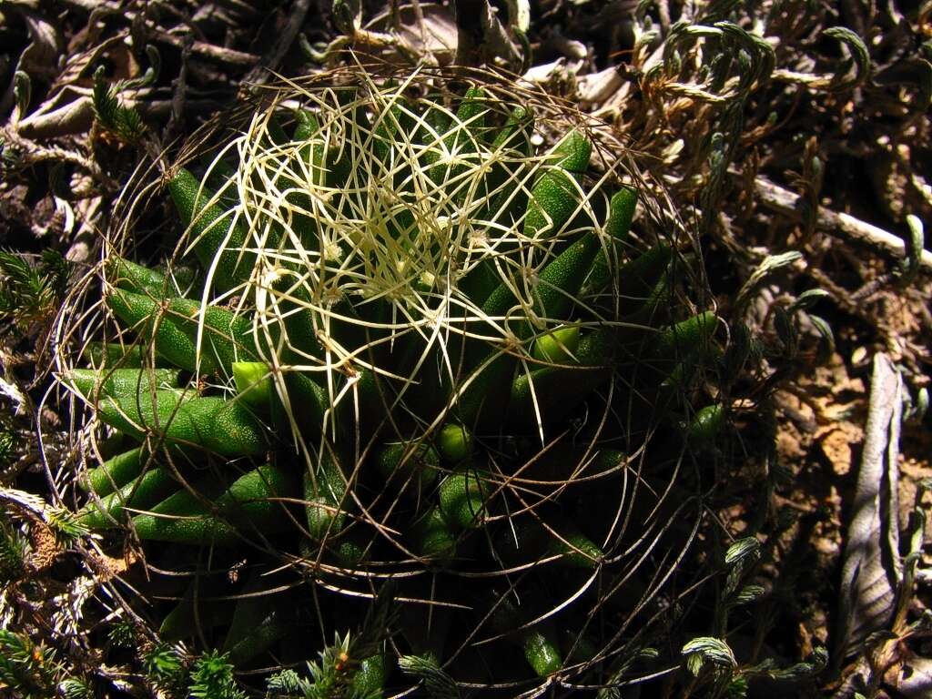 صورة Mammillaria decipiens subsp. camptotricha (Dams) D. R. Hunt