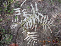 Image of Bursera bicolor (Willd. ex Schltdl.) Engl.