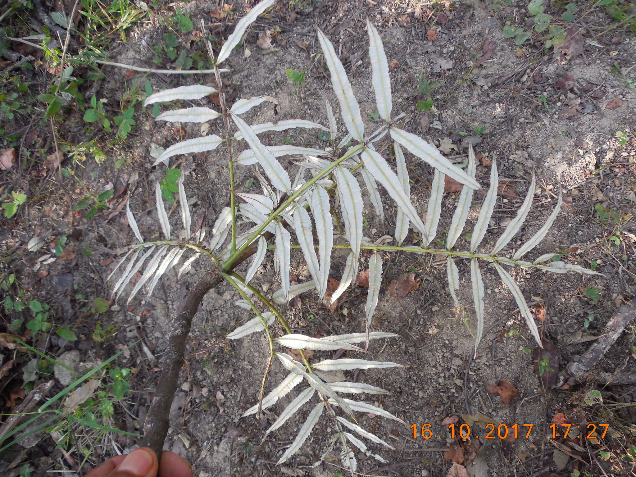 Image of Bursera bicolor (Willd. ex Schltdl.) Engl.