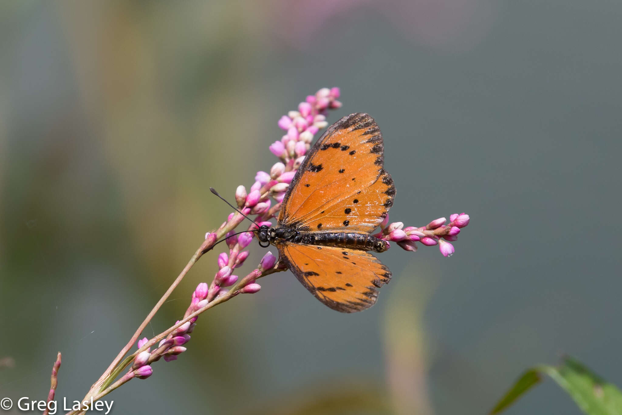 Image of Acraea zitja Boisduval 1833