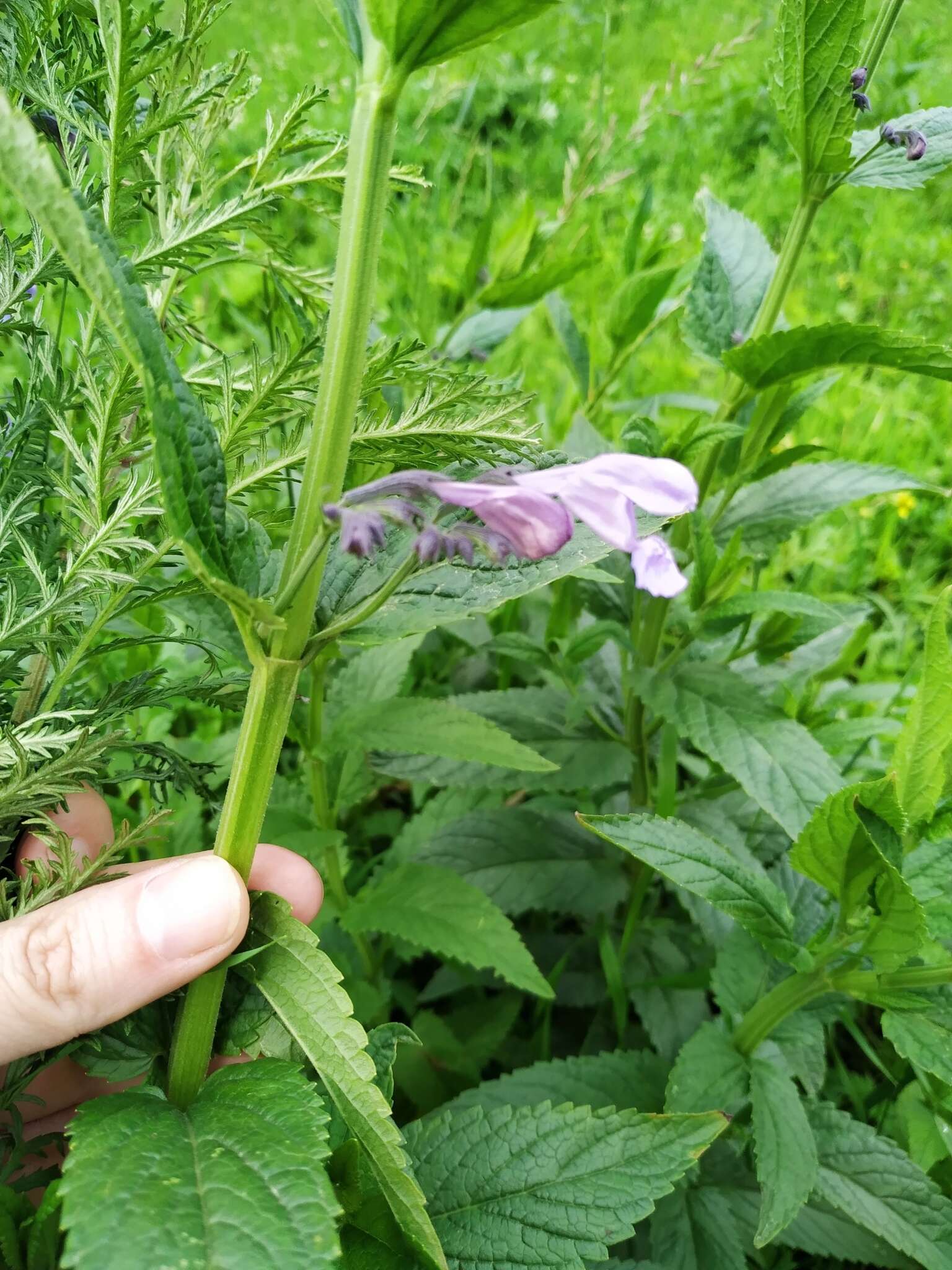 Image of Nepeta sibirica L.