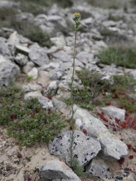 Слика од Linaria simplex (Willd.) DC.