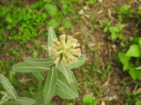 Image of Pterocaulon alopecuroides (Lam.) DC.