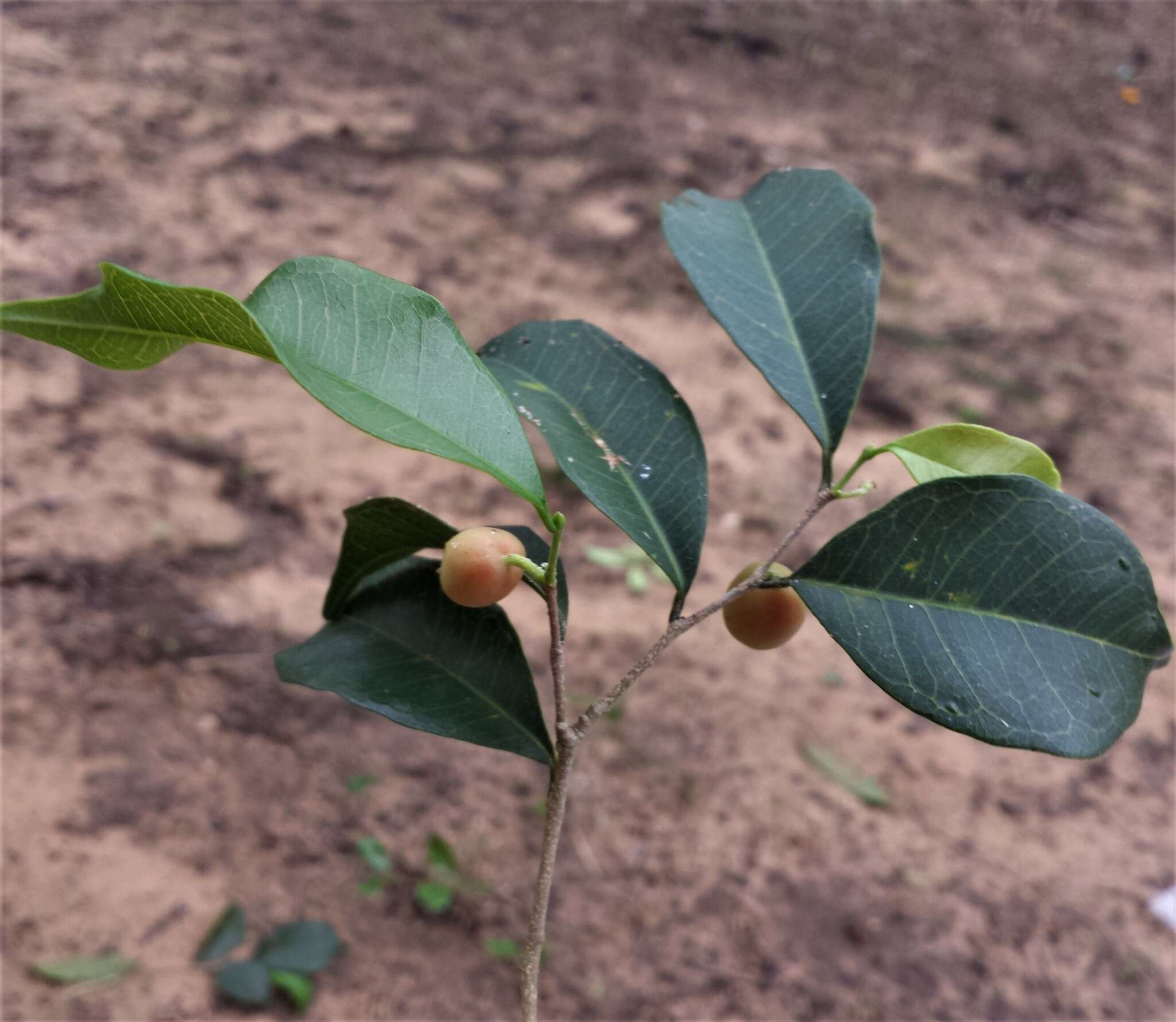 Image of Maillardia montana Leandri