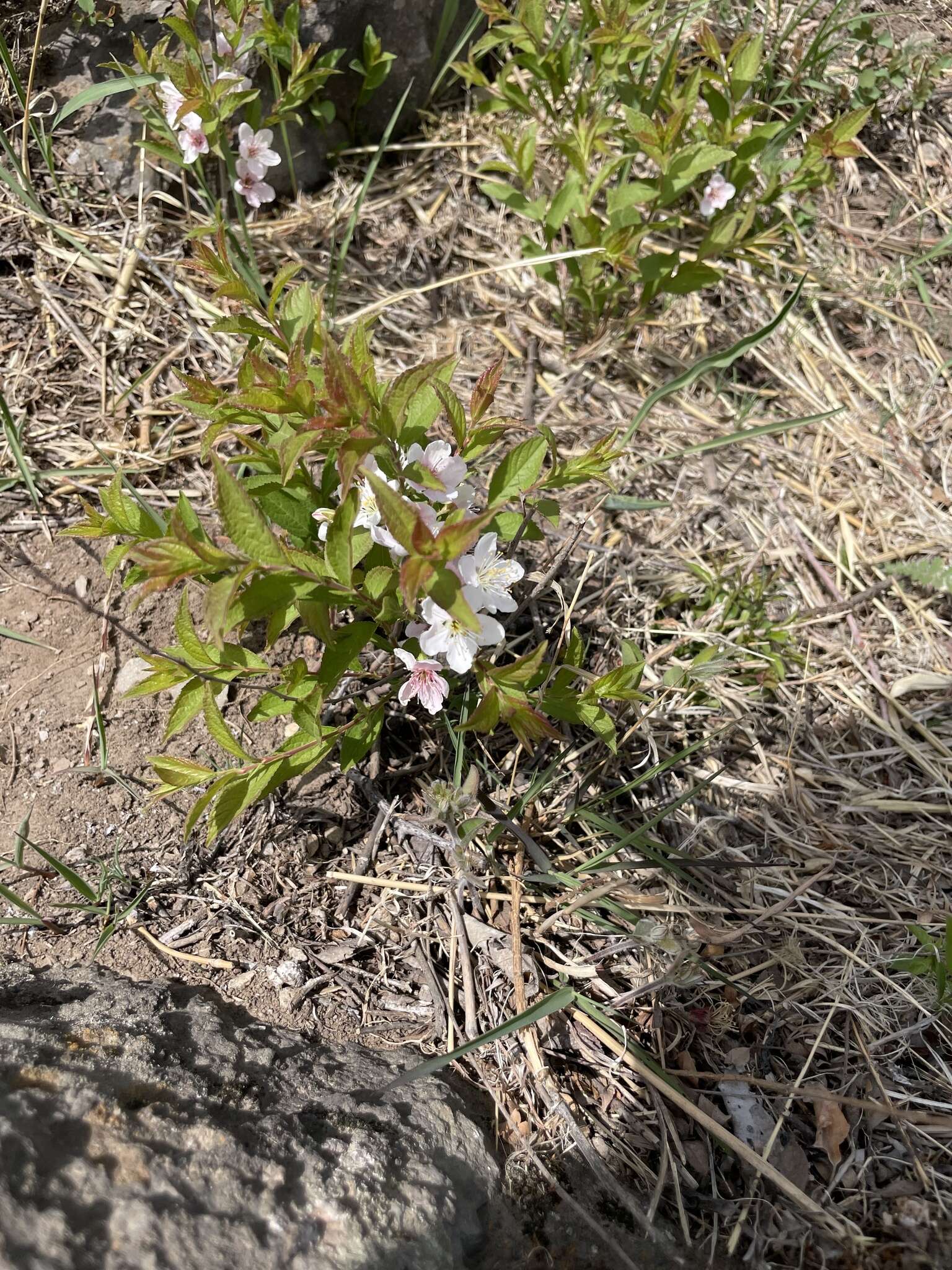 Imagem de Prunus humilis Bunge