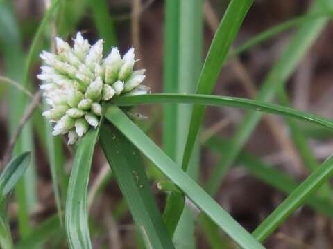 Imagem de Cyperus dubius Rottb.