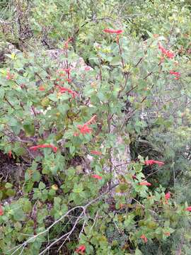 Imagem de Salvia regla Cav.