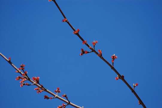 Image of Red Maple