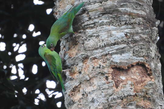 Image of Orange-chinned Parakeet