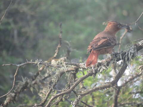 Image of Brown Cacholote