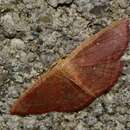 Image of Cyclophora culicaria Guenée 1857