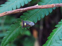 Image of Sastragala esakii Hasegawa 1959