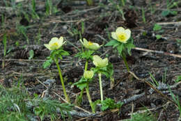 Image of American globeflower