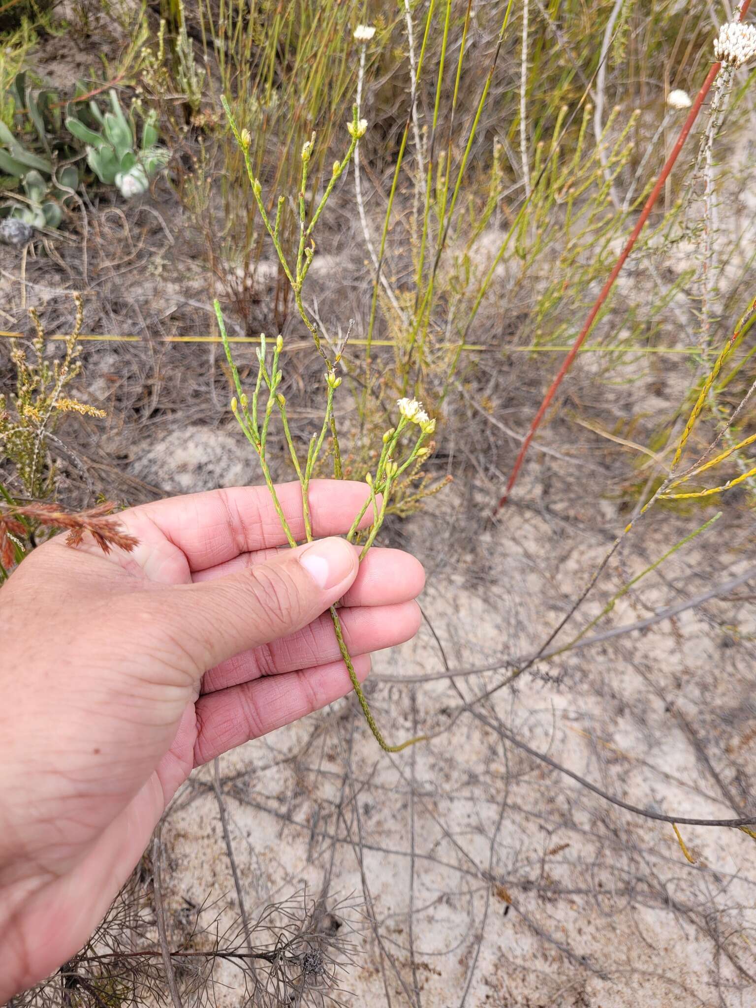 Image of Lachnaea capitata (L.) Cr.