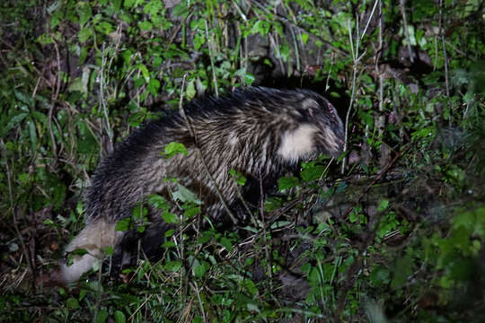 Image of Northern Hog Badger