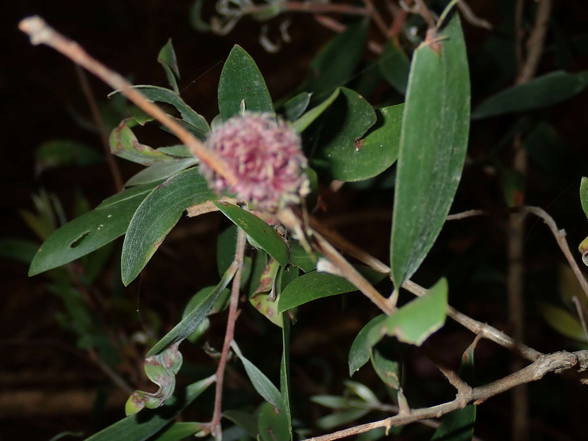 Image of Beesonia ferrugineus (Froggatt 1921)