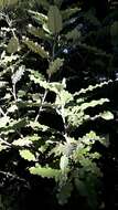 Image de Olearia albida var. angulata (T. Kirk) Allan