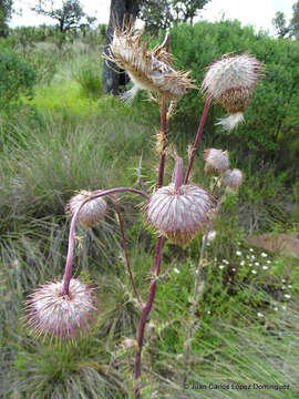 Image of Cirsium subuliforme G. B. Ownbey