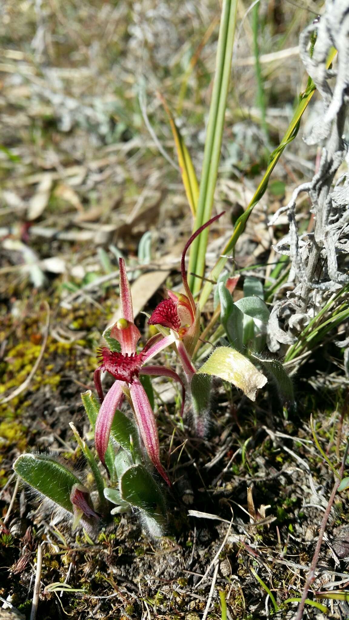 Image of Tailed spider orchid