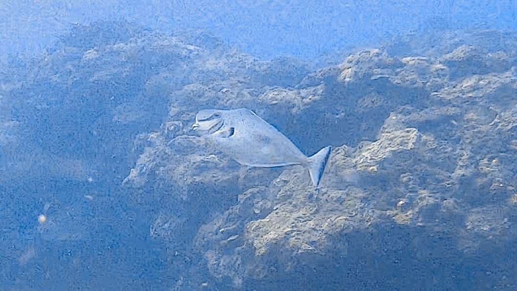 Image of Bulbnose Unicornfish