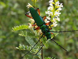 Plinthocoelium suaveolens (Linné 1768)的圖片