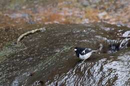 Image of Little Forktail