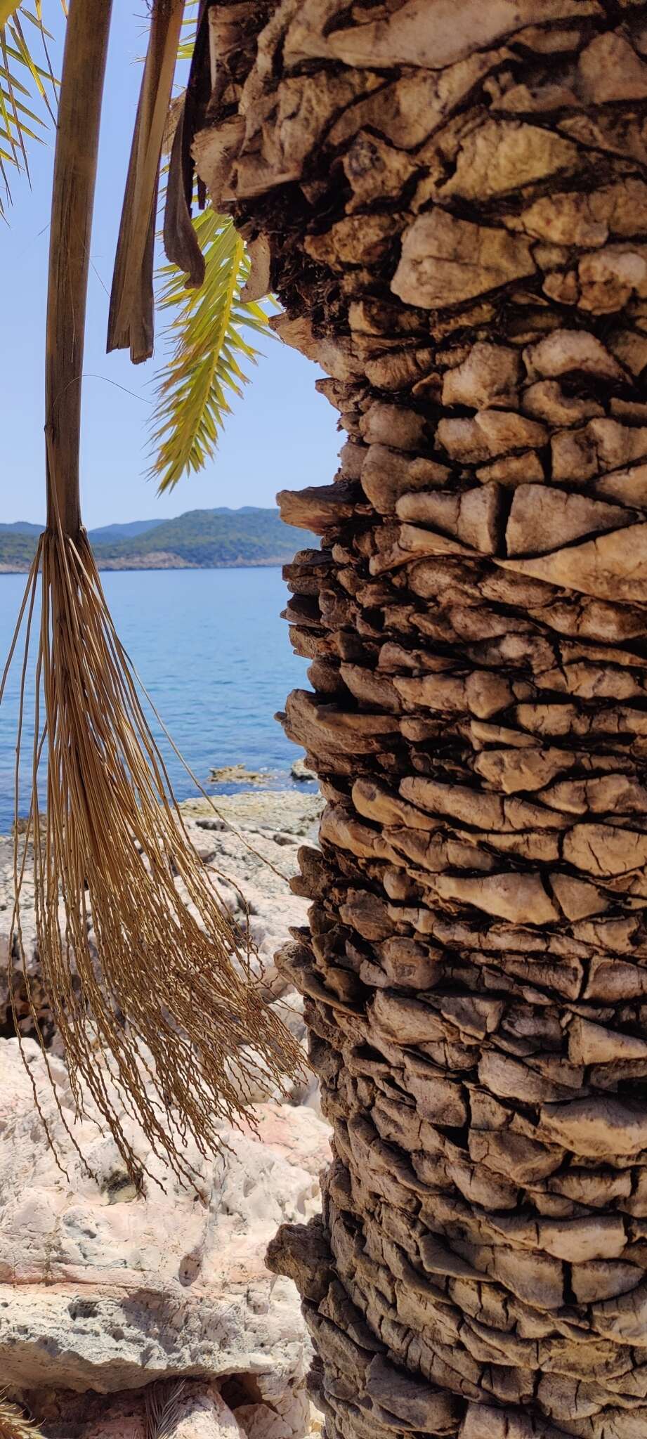 Image of Cretan Date Palm