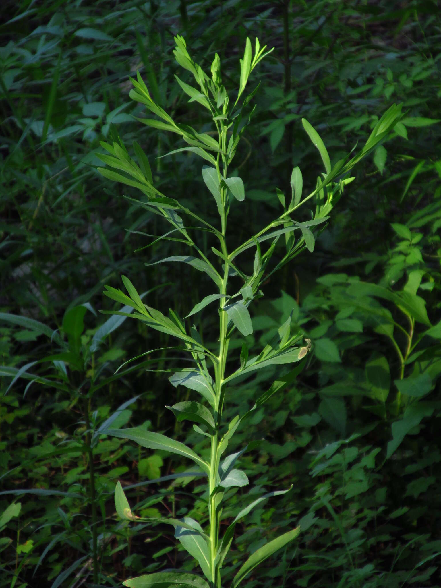 Boltonia decurrens (Torr. & A. Gray) Wood resmi