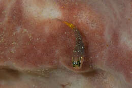 Image of Pictus Blenny