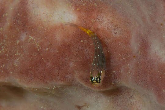 Image of Pictus Blenny