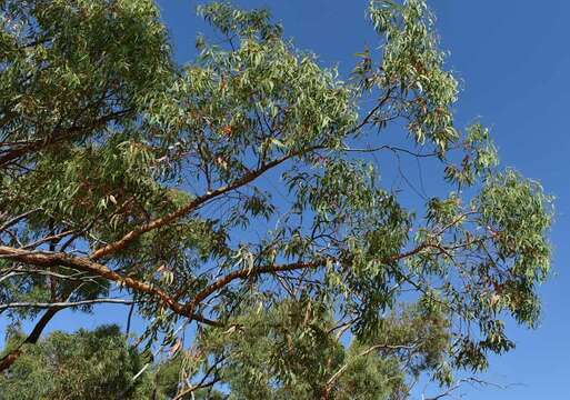 Imagem de Eucalyptus similis Maiden